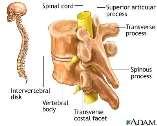 Ryggmargen (Medulla spinalis) Ryggmargen ligger inne i