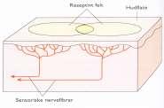 Sansing side 92-101 Sanseceller omformer stimuli (ulike typer påvirkning, f.eks. temperatur eller berøring) til aksjonspotensialer som kan videreformidles i sensoriske nervefibre.