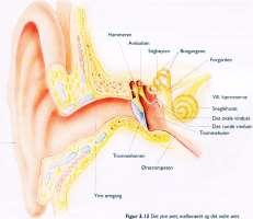 Det ovale vinduet: Hinnen mellom mellomøret og det indre øret. www.unn.