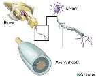 har en spenningsforskjell mellom utsiden og innsiden av cellemembranen membranpotensialet 3) De kan danne aksjonspotensialer som forplanter seg langs cellemembranen Aksonet Aksonet Spesialisert for å