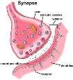 Postsynaptisk membran: Den delen av muskelcellens cellemembran som ligger mot synapsespalten. Kilde: shp.by.