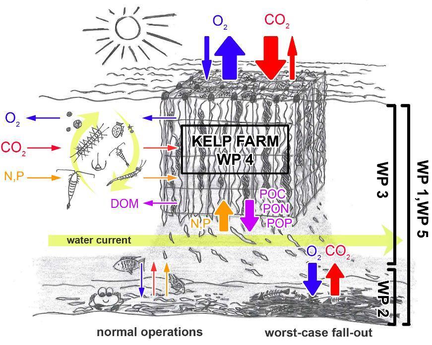 Impacts of kelp farming on the environment - A new NIVA project KELPPRO (RCN) Positive impacts are Nutrient uptake, reducing marine eutrophication CO2 uptake, reducing ocean acidification Increased