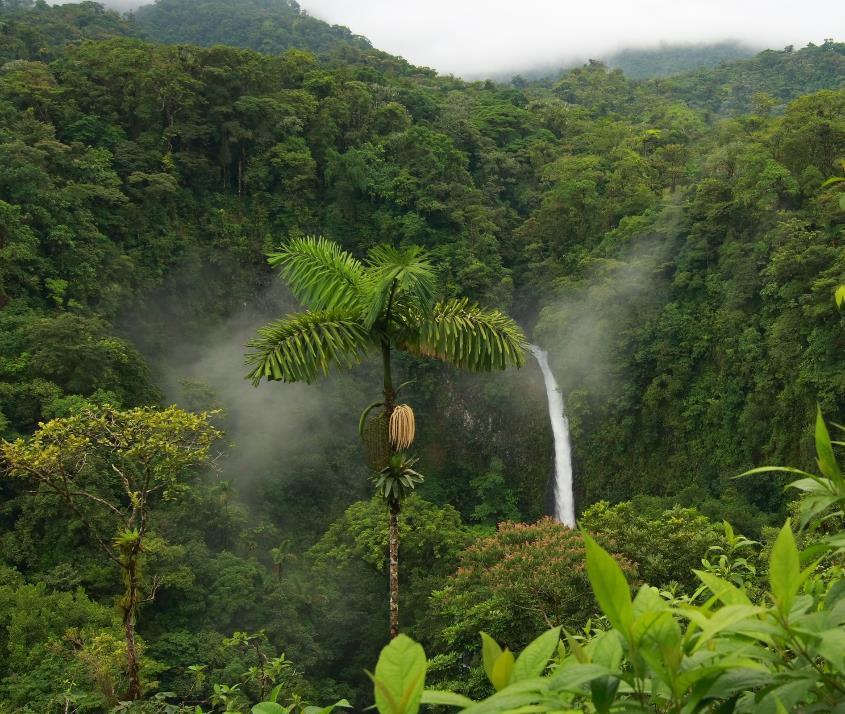 Reducing Emissions from Deforestation