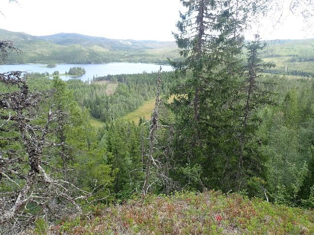skogen sør for Bjørnåsen (t.h.).