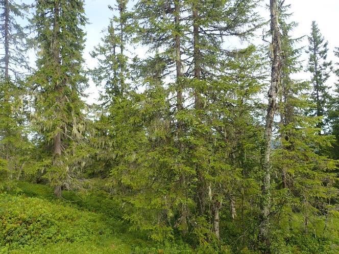 Området vil i liten grad fange opp skogsarealer med høy bonitet, som er lavt dekket opp i skogvernet (Framstad mfl. 2017).