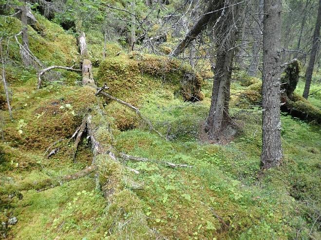 Området vil ikke fange opp skog i lavereliggende områder, på høy bonitet eller rik berggrunn som er vurdert som mangelfullt dekket opp i skogvernet på landsbasis (Framstad mfl. 2017).