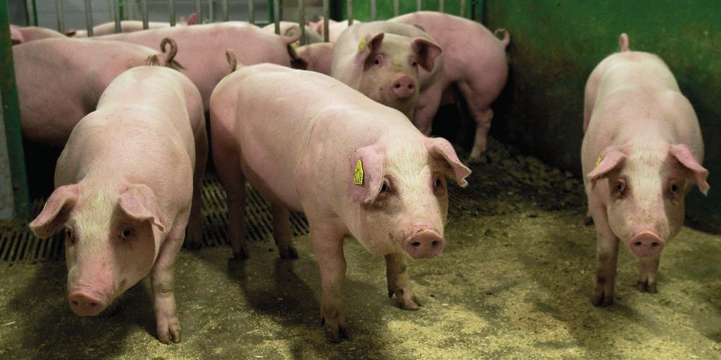 Svin Tilskuddsfôr til svin God dekning på mineraler og vitaminer forebygger mangelsykdommer og bedrer produksjonsresultatet og økonomien i svineproduksjonen.
