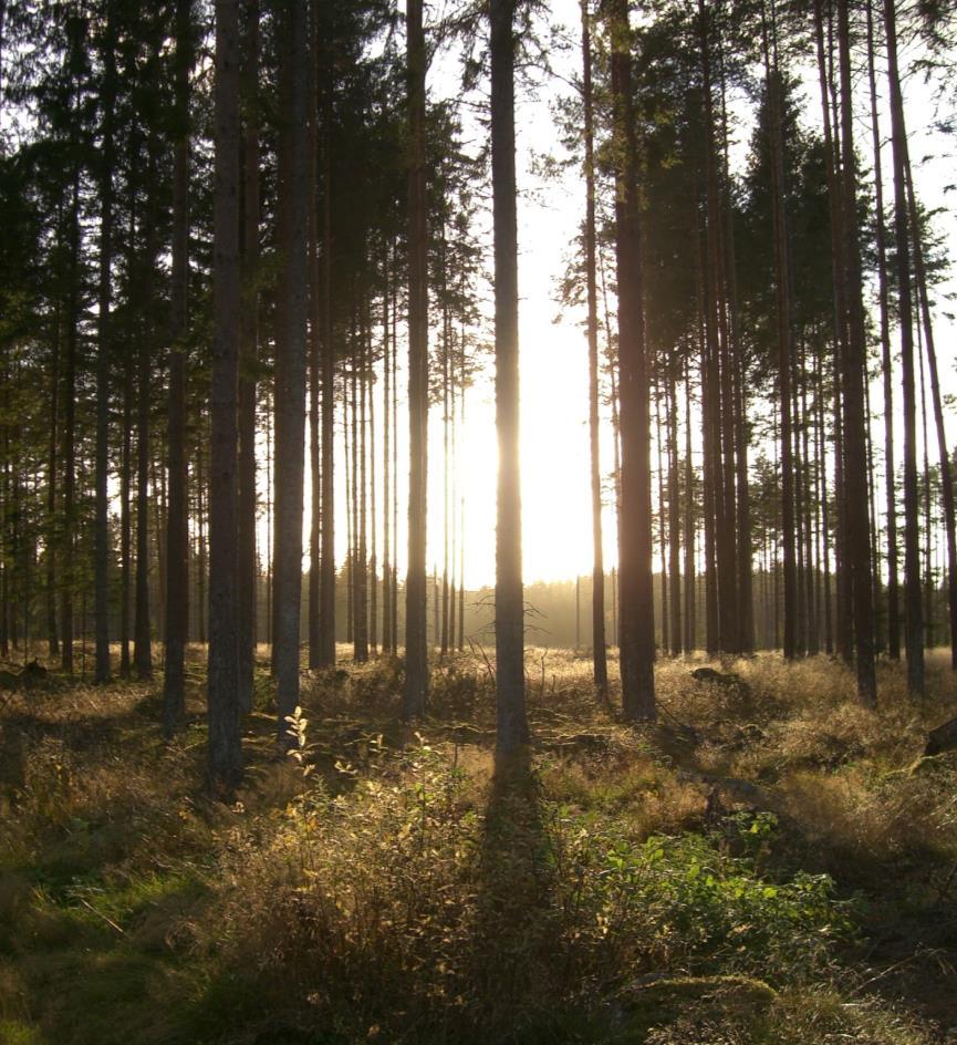 «REN SKOGEIENDOM» «Som ren skogeiendom regnes en eiendom helt uten jordbruksareal. Eiendommen kan følgelig i tillegg til skogen bestå av uproduktive arealer» rundskriv M-3/2017 s.