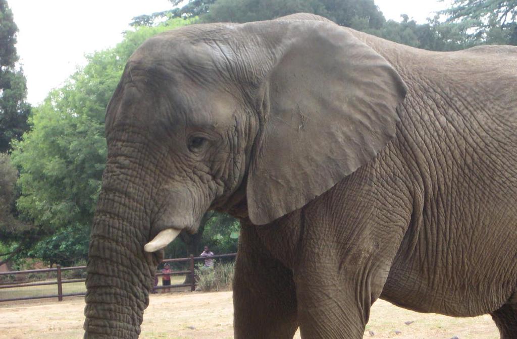 En elefant elevene møtte i dyrehagen.