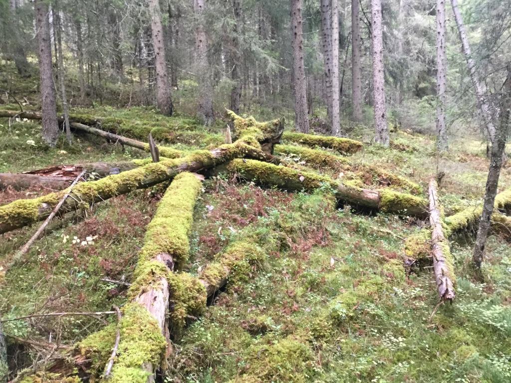 Bilder fra området Volbufjorden vest Store