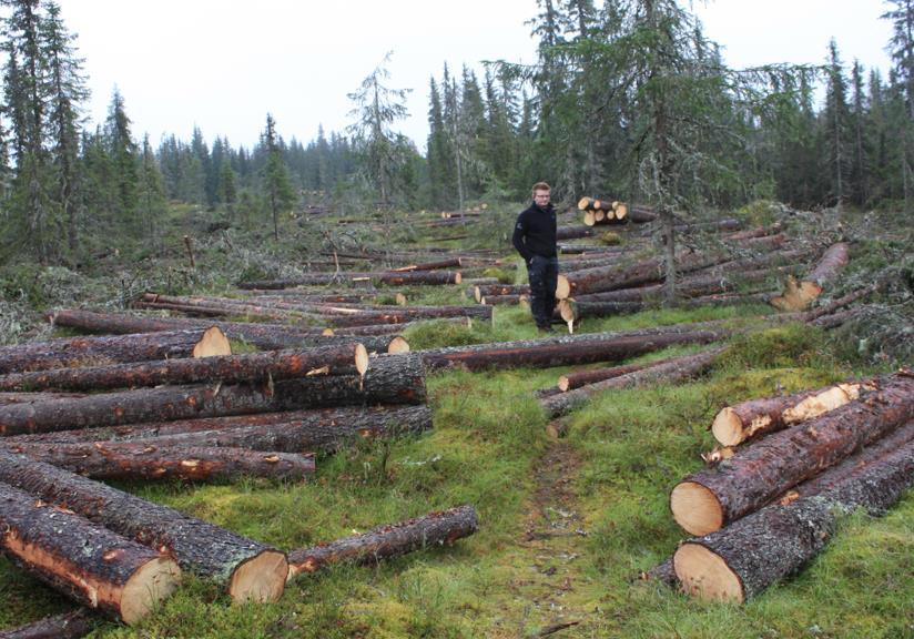 Dersom terrenget tillater det, vil driftsveger parallelt med stien og opparbeidet tømmer