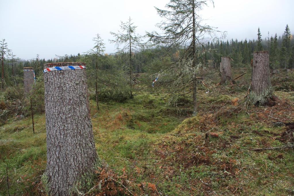 Sporløs kjøring - prosjektrapport Figur 32. Kulturstubber for markering av kulturminner, her ei dyregrav. Slike stubber kan også brukes for å markere stier.