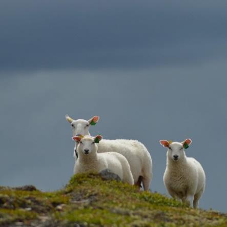 det vi skal, kvinner litt for lite Kjedemakten forhindrer landbruket