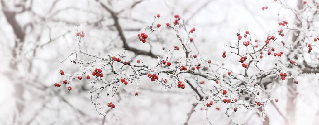 EN HVIT JUL med røde detaljer 2544 GAVEPOSE NATUR 1 Julekaffe,