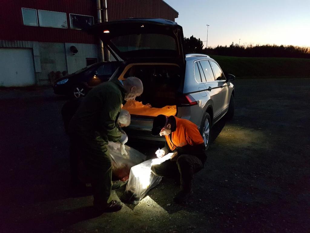 Fra disse innsamlingsplassene ble hodene og møkkprøvene fraktet, enten daglig eller med noen dagers mellomrom, av innleid lokalt personell til NINAs laboratorium i Trondheim.