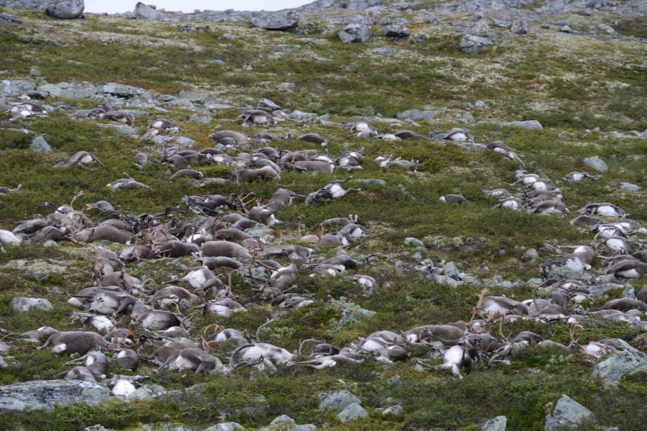 2.2.4 Prøvetaking av lyndrept villrein på Hardangervidda i 2016 Fredag 26.