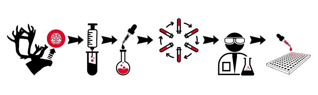 2.5 Analyser 2.5.1 Diagnostisering av skrantesjuke Ved skrantesjuke ødelegges nervevev i hjernen. Ødeleggelsen skjer ved opphopning av et protein, prionproteinet (PrP).