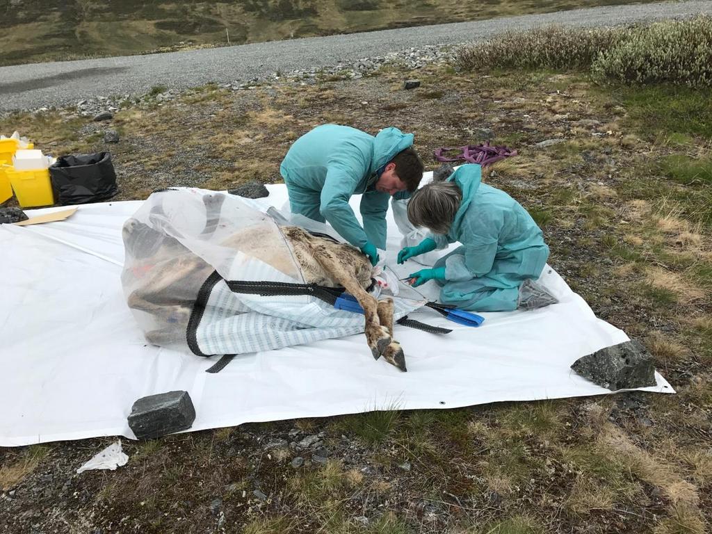 Reinsbukken fra Nordfjella som hadde rektumbiopsi som var positiv for prioner ble avlivet av Statens naturoppsyn juni 2017.