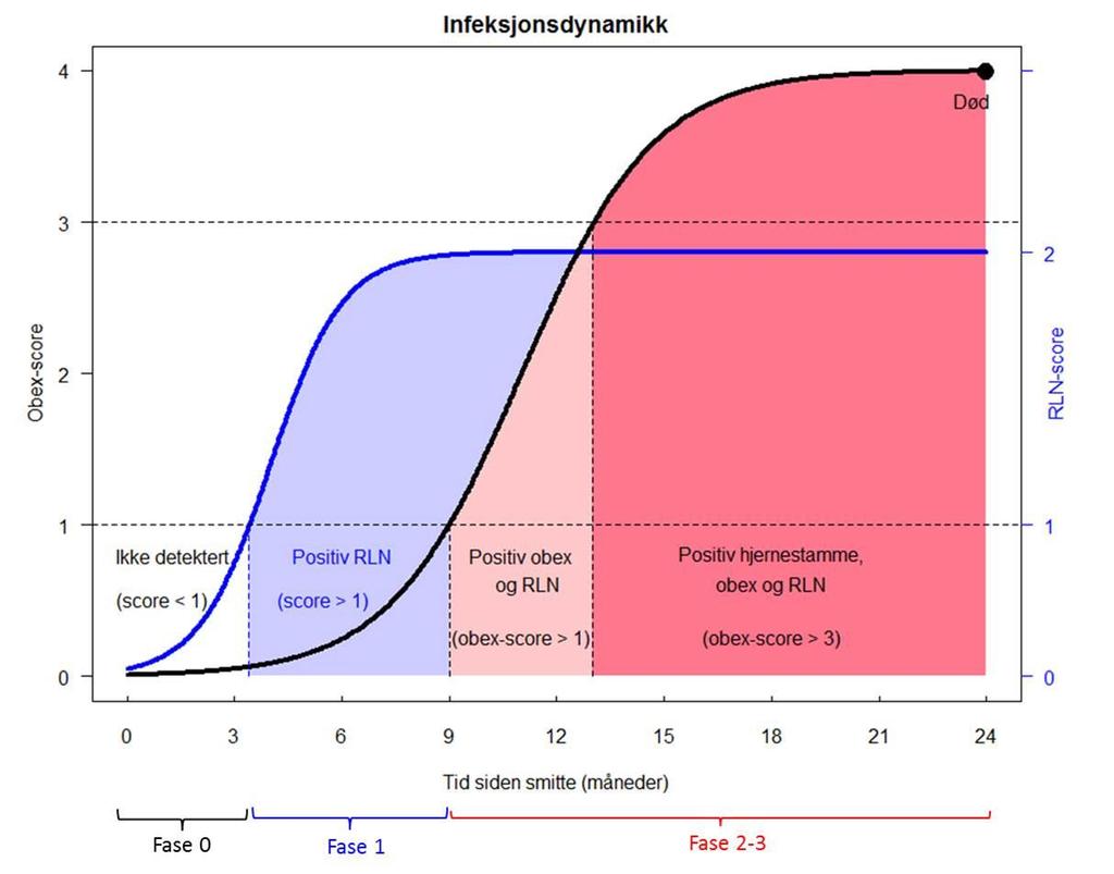 Figur 4.3. Sammenhengen mellom antatt progresjon av skrantesjuke og sannsynligheten for å påvise prioner i lymfeknuter (RLN), obex og hjernestammen.