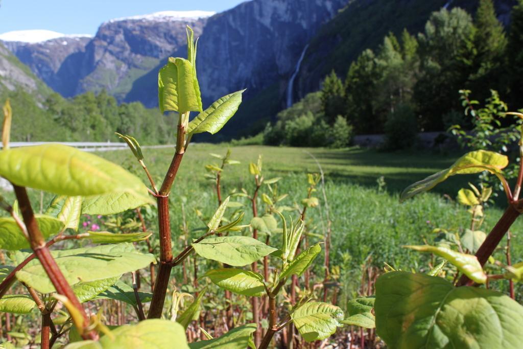 Fremmede arter Kort om aktivitet Vi viderefører arbeidet med å fjerne en bestand av parkslirékne fra Gravdehaugen i Romsdalen lvo.