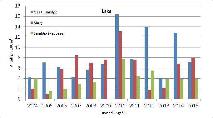 Figur 4.14. Presmolttetthet av laks i elveavsnittene Nes til samløp, Bjørg og Samløp til Svadberg fra 2004-2014.