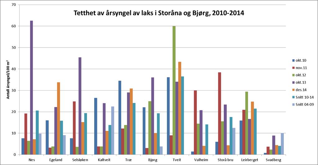 Gjennomsnittlig tetthet for perioden 2004-2009 er også lagt inn på de stasjoner som inngikk i undersøkelsene i denne perioden. Figur 8.2. Tettheter av eldre laks i Storåna og Bjørg fra 2010-2014.