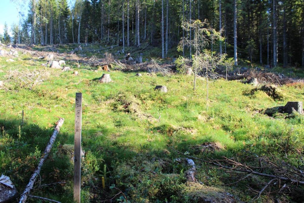 Rapport fra feltforsøk med voks og kjemisk behandling som beskyttelse mot gransnutebiller i Steinkjer, Nord-Trøndelag, 1 høst Oppsummering Bare 5 % av plantene var skadd av gransnutebiller i første