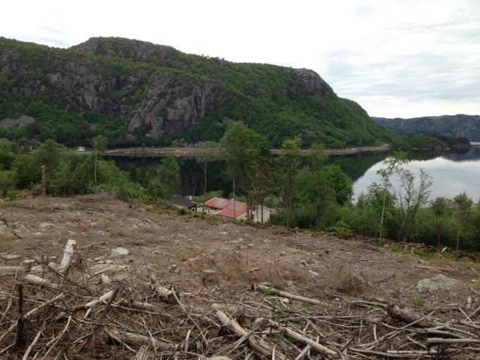 Rapport fra feltforsøk med voks og kjemisk behandling som beskyttelse mot gransnutebiller på Saltnes, Vest-Agder, 1 høst Oppsummering Kontrollplantene ble mest skadd av gransnutebiller i første