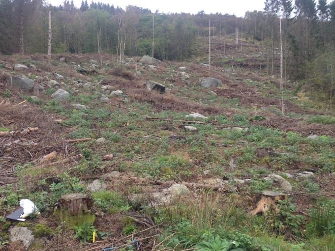 plantene hadde størst tilvekst Figur 1 Forsøksfeltet på Saltnes, Vest-Agder, sett ovenfra ved planting 7 mai og nedenfra i september 16 (Foto: Una G Janson) Forbehandling og planting Plantene ble