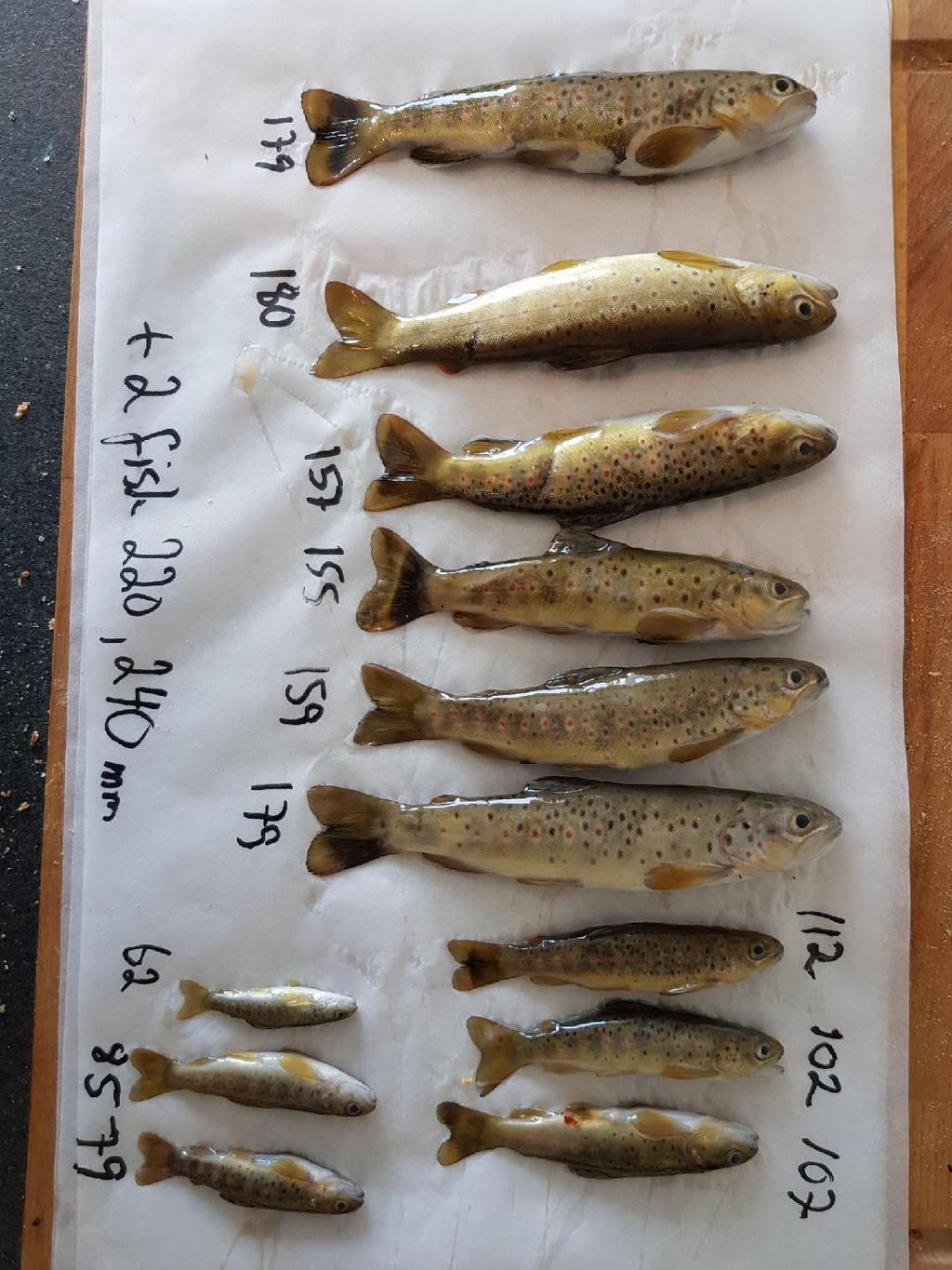 3 Fiskeundersøkelse Figur 5: Resultatene av et utvidet elfiske for å samle et repersentativ utvalg, viste kun fangster av stedegen ørret.