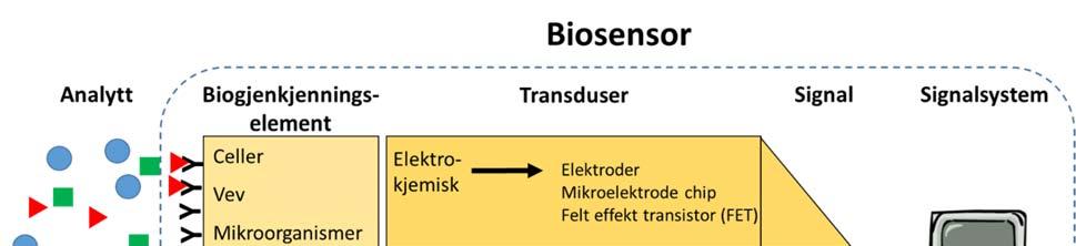 Figur 1. Oversikt av de forskjellige komponentene en biosensor kan bestå av. Figuren presenterer de mest brukte/vanligste typene og metodene av biogjenkjenningselementer og transdusere.