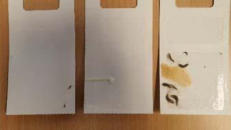 Typisk testresultat etter 19 døgn eksponering med skjeggkre «Ren» limfelle Kakerlakkmiddel Teståte 76 Nivåinndeling i praksis foreløpig