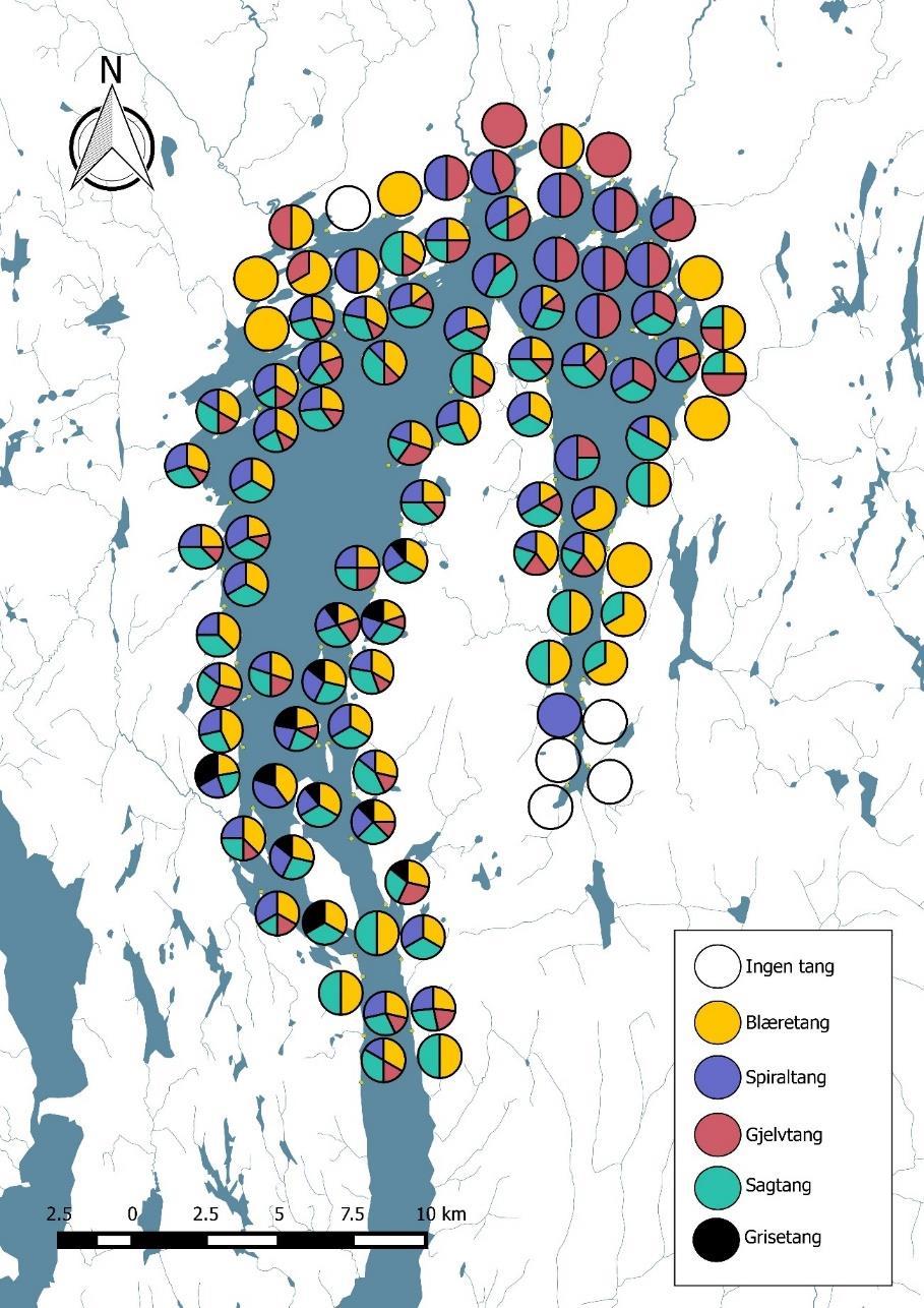 Horisontalutbredelse av tang små endringer Tangvegetasjon og utvikling i tangsamfunnene langs Indre Oslofjords rand er godt dokumentert.