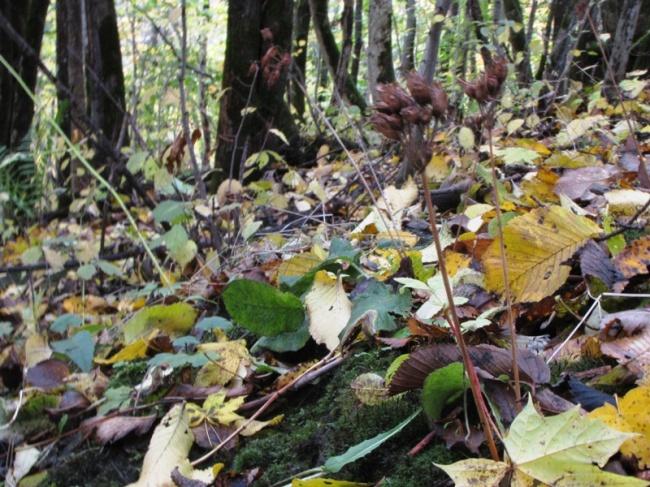 for naturforvaltning, 2007), kvalifiseres skogen i Guttebakksvingen som naturtype rik edellauvskog. Gjennom skogen renner en liten grunn bekk.