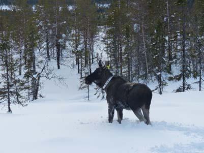 Magne Forland (Gol kommune) Finanisering: Involverte kommuner, Jernbaneverket, Miljødirektoratet, Buskerud og Oppland fylkeskommuner, Vilt og Trafikk Hallingdal og Hallingdal skogeierlag