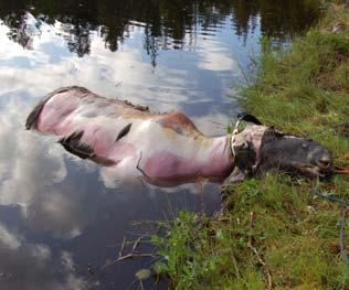 Kalvedødelighet i løpet av sommeren