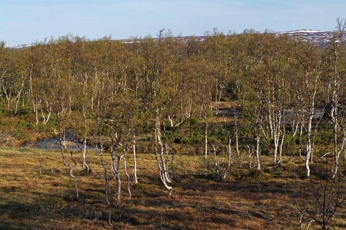 Det er verd å merke seg at de angitte tetthetene fra de to første årene er nokså usikre, ettersom de baserer seg på relativt få registrerte territorier for flere av de involverte artene (bare 0,14 km