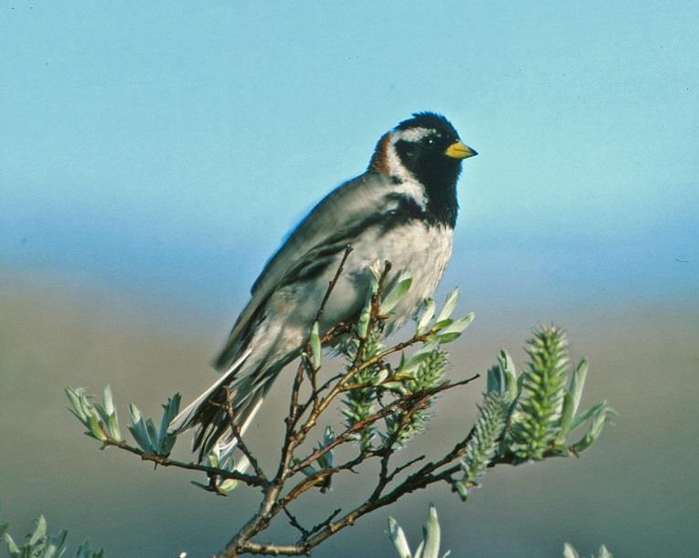 Lappspurven (øverst t.v.) var tidligere et karakteristisk innslag i fuglesamfunnet ute på Nedalsmyrene; under siste periode i 2015-17 ble arten ikke registrert i det hele tatt.