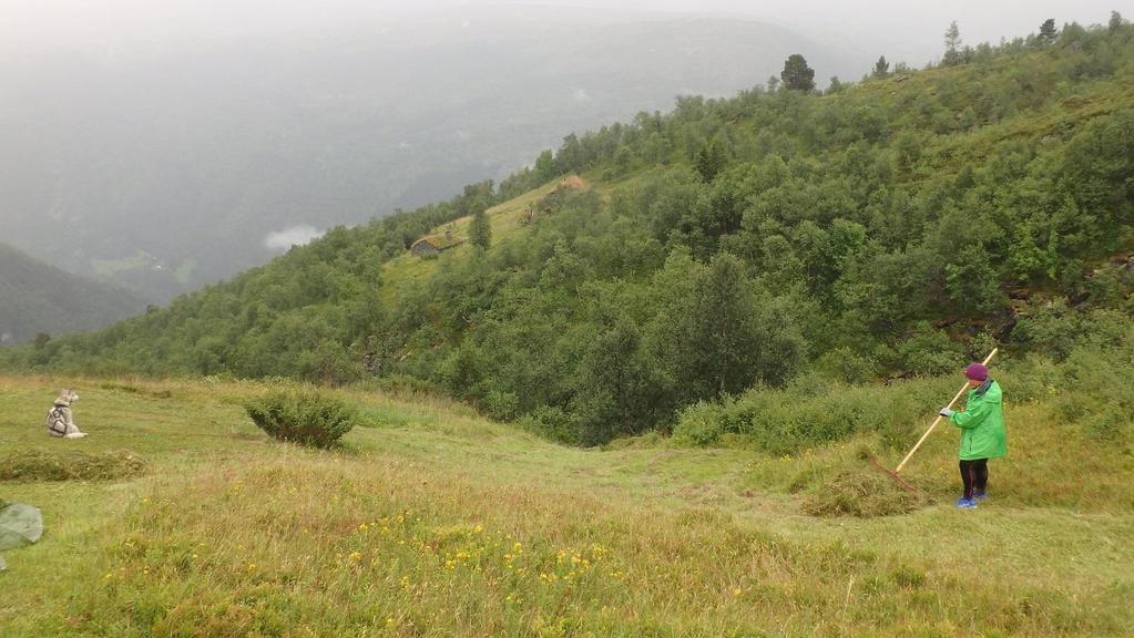 areal med grei slåttestruktur, men område med innslag av blåbær. Figur 13. Graset blir raka av.