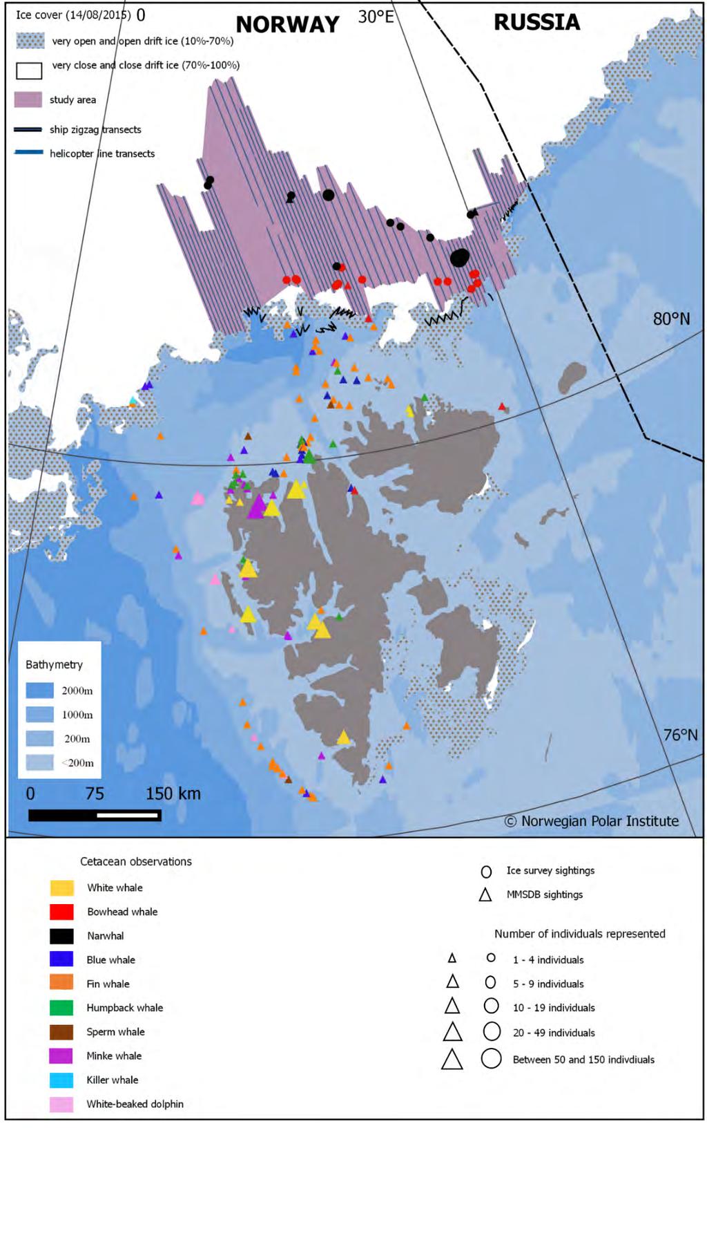Figur 2. Øvre del av figuren viser grønlandshval og narhval observert i iskantsonen under en telling i august 2015 (Kilde: Vacquié -Garcia et al. 2017).