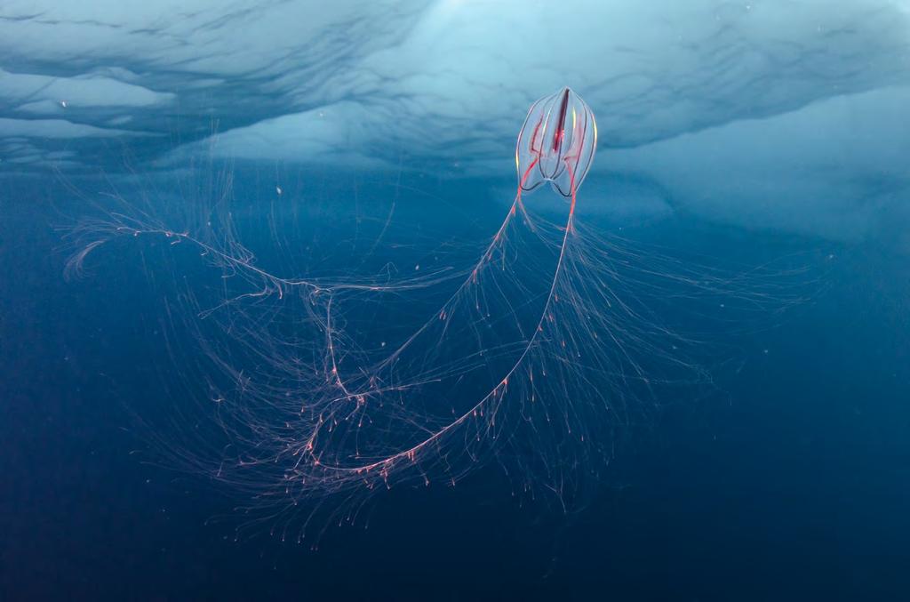 Ribbemaneten Mertensia ovum på undersiden av isen. Den ernærer seg på hoppekreps og små krepsdyr som den fanger med de to lange tentaklene. Foto: P. Leopold, UiT.