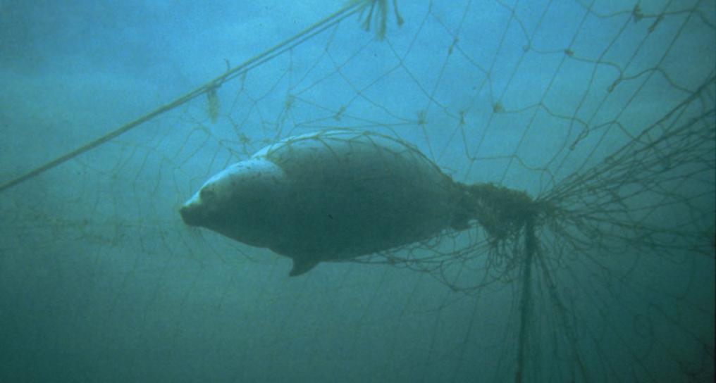 Tapte fiskeredskaper kan være en potensiell trussel for marine pattedyr og sjøfugl. Foto: B. Frank. Figur 16.