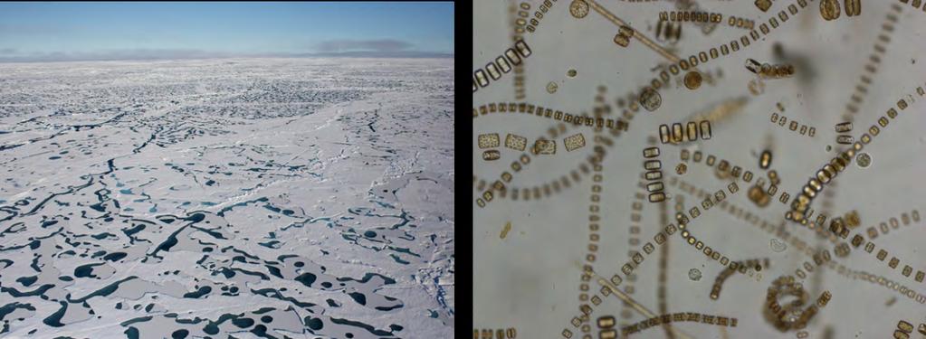 Skrugarder vil få økt betydning for istilknyttet fauna i det nye årsisregimet i iskantsonen i nordlig del av Barentshavet (Hop et al. 2000).