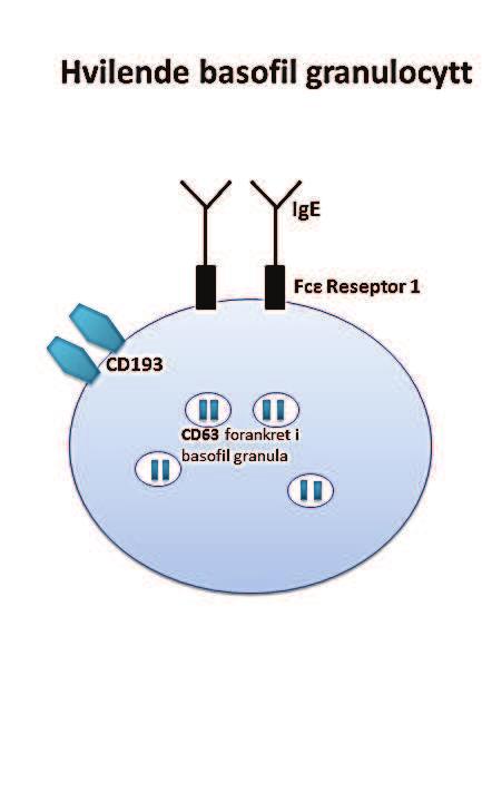 Ragnhild S Berg Ragnhild S Berg histamin Basofil aktiveringstest brukes ved: 1.