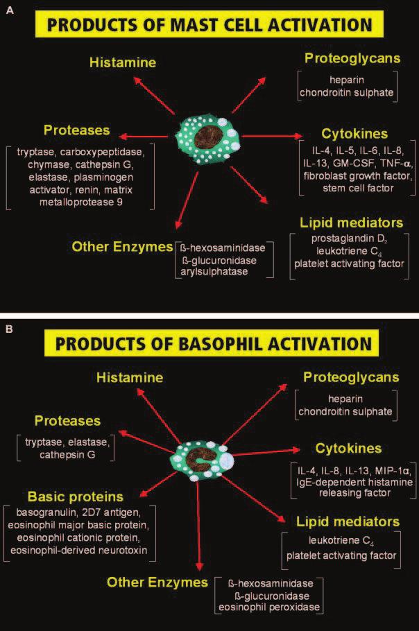 Viktigste allergianalyse ved akutt anafylaksi: Tryptase Tryptase finnes hovedsakelig i granula i mastceller og i noe mindre grad i granula i basofile granulocytter Lagret i granula i aktiv form