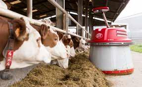 Tilgang på friskt fôr ved fôrbrettet til enhver tid er viktig for melkeproduksjonen.