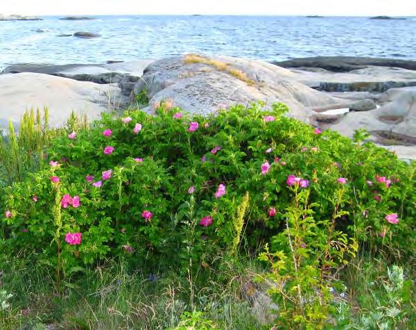 Det er kjent at mink kan gjøre særlig stor skade på kolonihekkende sjøfugl. Arten er derfor svartelistet, og vurdert til å utgjøre høy risiko for stedegent biologisk mangfold (Gederaas et al. 2007).