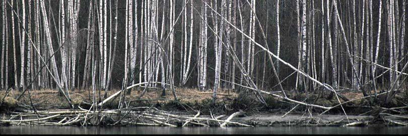 rankvokst bjørk (Betula