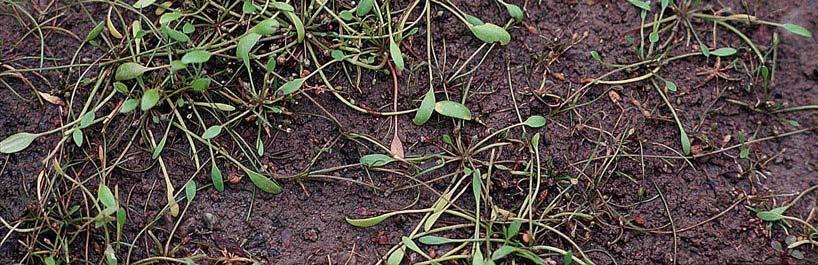 Vassreverumpe (Alopecurus aequalis) er en liten grasart med meget omskiftelig vekstform,