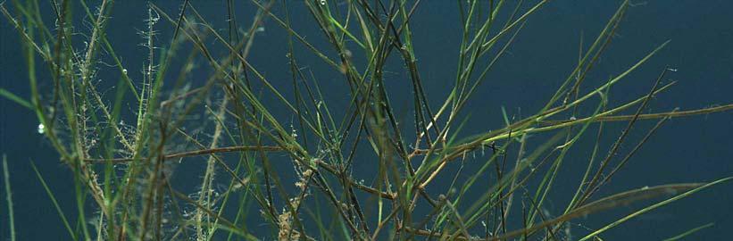 Figur 3.11 Bust-tjønnaks (Potamogeton pectinatus) danner sterkt forgreinete skuddkjeder. Plantene vokser bestandig helt neddykket og er ikke funnet blomstrende i selve Øyeren. 3.4.